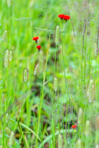 tiny re flowers in green grass