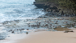 crabs crawling on rock