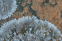 lichens growing on stone