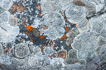 lichens growing on stone