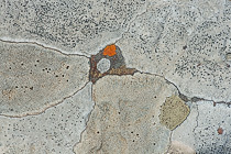 lichens growing on stone