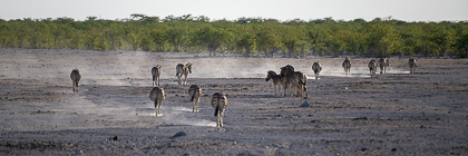 herd of zebras walking in dusty plain