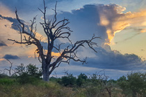 dead tree & clouds at sunset