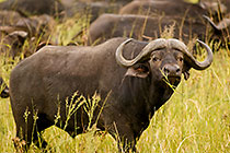 buffalo bull