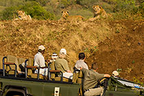 guests in game vehicle watching lions
