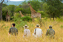 ranger & guests wattching giraffes