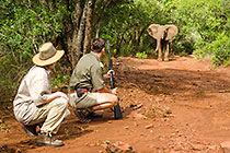 ranger & guest watching elephants