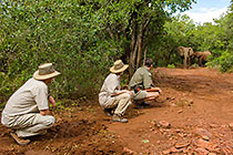 ranger & guests watching elephants