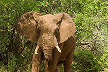 elephant bull