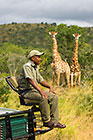 tracker sitting in front of game vehicle in front of giraffes