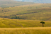 zulu village in rolling grassland