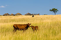 cows grazing in front of zulu village
