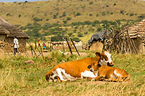 cows laying in front of zulu village