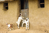 Zulu village : goats playing near hut