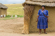 Zulu village : woman carrying tatch bundle on head