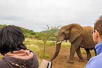 guests in game vehicle watching elephant