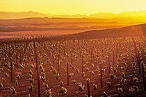 vineyards at sunrise