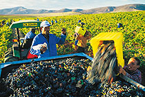people harvesting grapes in vineyards
