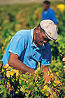 people harvesting grapes in vineyards