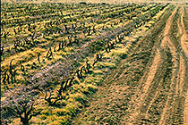 old vineyards
