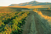 vineyards