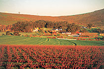 vineyards & farm