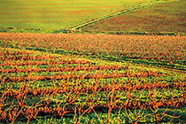vineyards