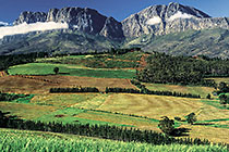 fields on on slope of Hottentots-Holland mountains