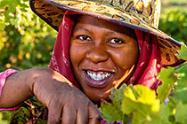 people harvesting grapes in vineyards