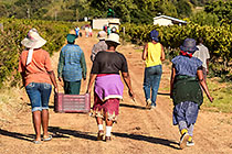 people harvesting grapes in vineyards
