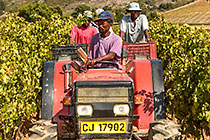people harvesting grapes in vineyards