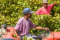 people harvesting grapes in vineyards