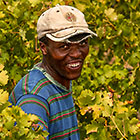 people harvesting grapes in vineyards