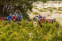 people harvesting grapes in vineyards