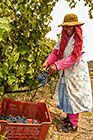 people harvesting grapes in vineyards
