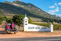 people harvesting grapes in vineyards
