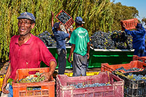 people harvesting grapes in vineyards