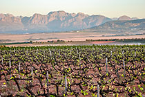 vineyards
