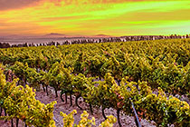 vineyards at sunrise