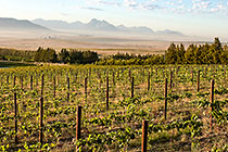 vineyards