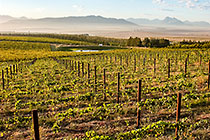 vineyards
