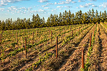 vineyards