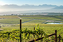 vineyards
