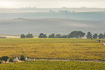 vineyards
