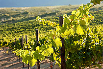 vineyards
