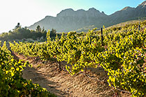 vineyards