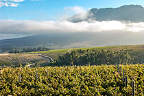 vineyards