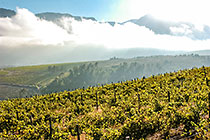 vineyards
