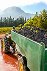wine processing