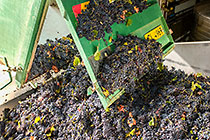 wine processing